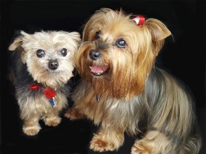 Stanley and Stella = Fafoutee